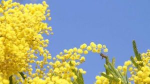 mimosa 2