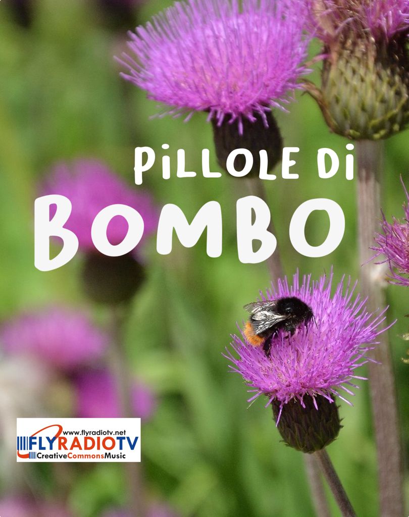 pillole di bombo