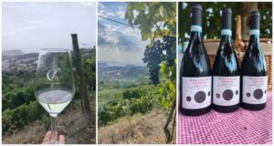 Vendemmia 2026 a Vigna Cigliano delle Cantine Federiciane